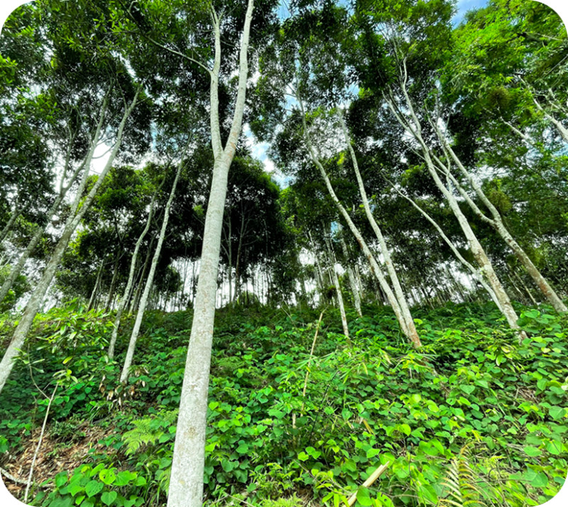 We are committed to using sustainable agricultural practices that do not harm the environment.