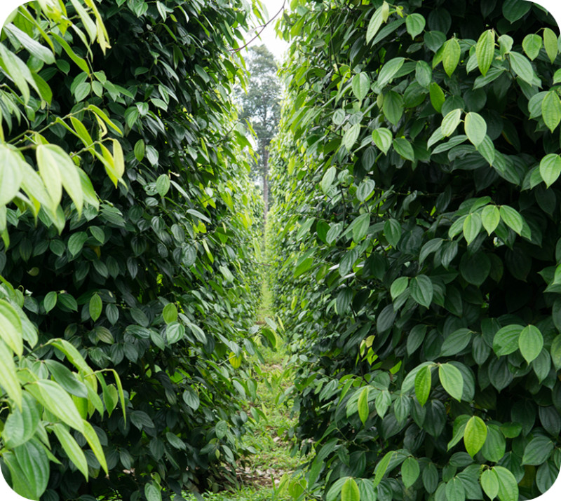 Develop business models that help conserve biodiversity in the region.