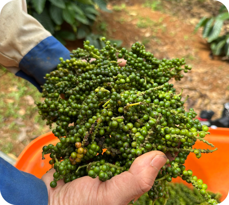 Build a transparent supply chain, from the source of raw materials to the end consumer.